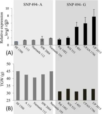 Fig 4. Bar diagrams showing (A) relative expression level of TaGW2-6A in immature seeds at 15dpf.