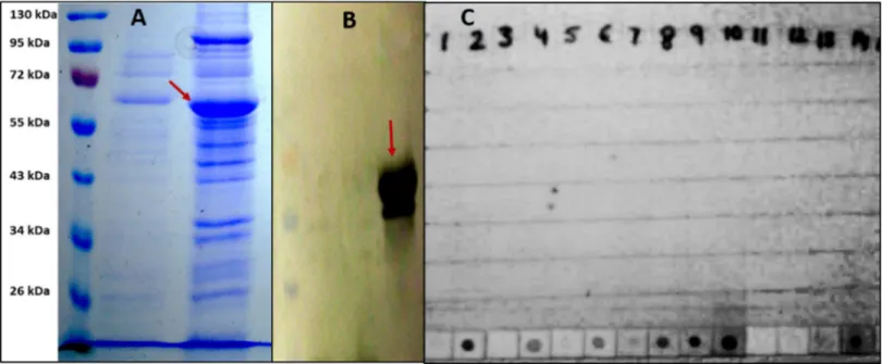 Fig 4. (A) Coomassie-blue stained SDS–PAGE of cell lysates with (indicated by red arrow) and without IPTG-induction in expression host [ E 