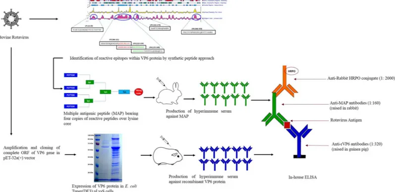 Fig 1. Schematic of the development process of peptide-recombinant VP6 protein based enzyme immunoassay for group A rotaviruses.