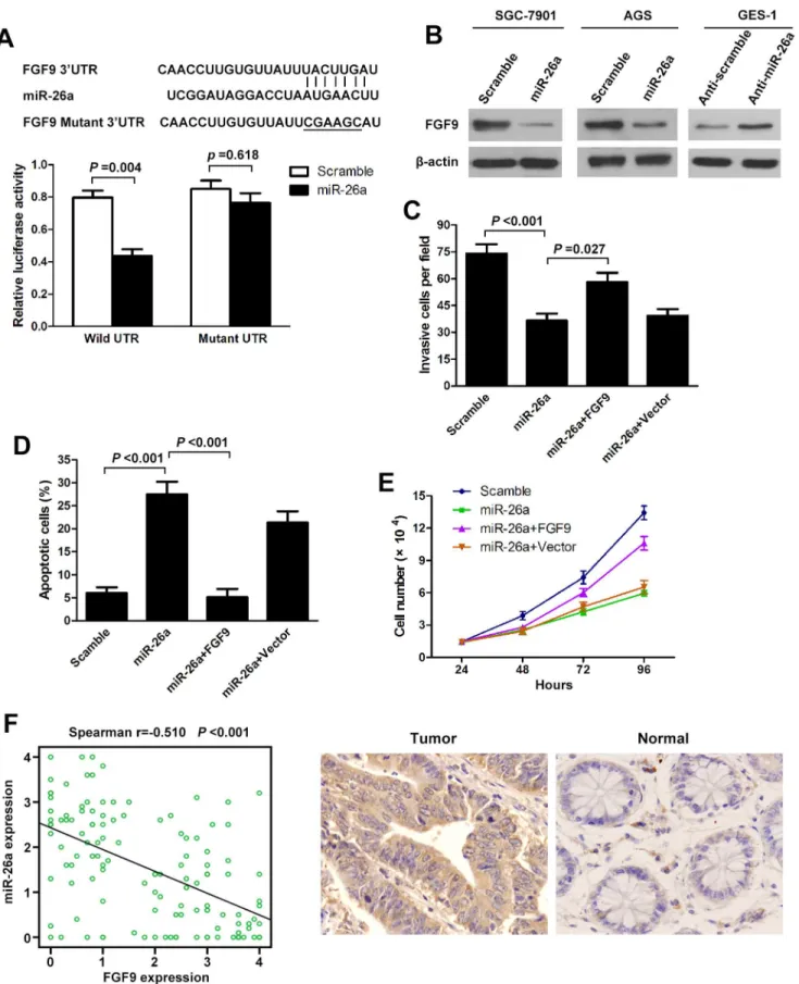 Figure 4. miR-26a directly targets FGF9. (A) The 39-UTR element of FGF9 messenger RNA is partially complementary to miR-26a