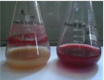 Figure 1.  N ito  G reen  B  decolorization by  P 1 .