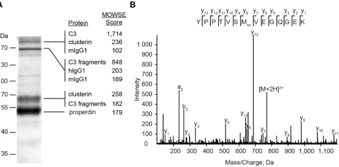 Figure 4. MAb 1340 inhibits function of the alternative complement system. (A) Effect of mAb 1340 on the alternative complement system was tested in a hemolysis assay