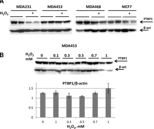 Figure 4. PTBP1 response to H 2 O 2 -induced degradation varies in different breast cancer cell lines