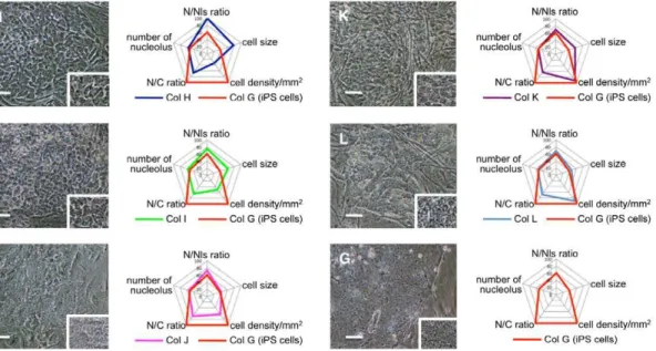 Figure 4. Morphometric analysis in colonies generated from human fibroblasts by using a single polycistronic Oct3/4-Klf4-Sox2-c- Oct3/4-Klf4-Sox2-c-Myc-GFP expressing viral vector