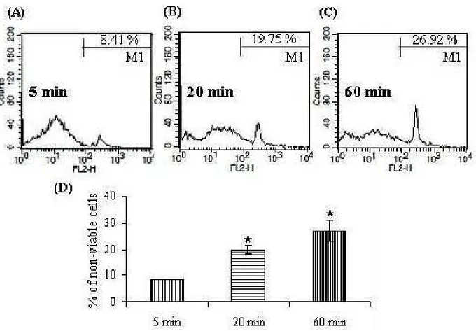Fig. 3: Influence of trypsin-EDTA on chondrocyte necrosis. Equine chondrocytes were treated with trypsin-EDTA  (0.25%) for 5 minutes (A), 20 minutes (B) and 60 minutes (C) at 37ºC in a humidified atmosphere  containing 5% CO 2  and 95% air