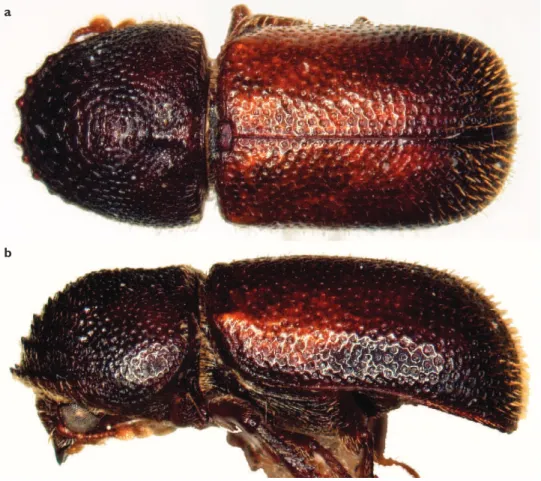 Figure 6. Dinoderus minutus (Fabricius, 1775). Dorsal view a and lateral view b.