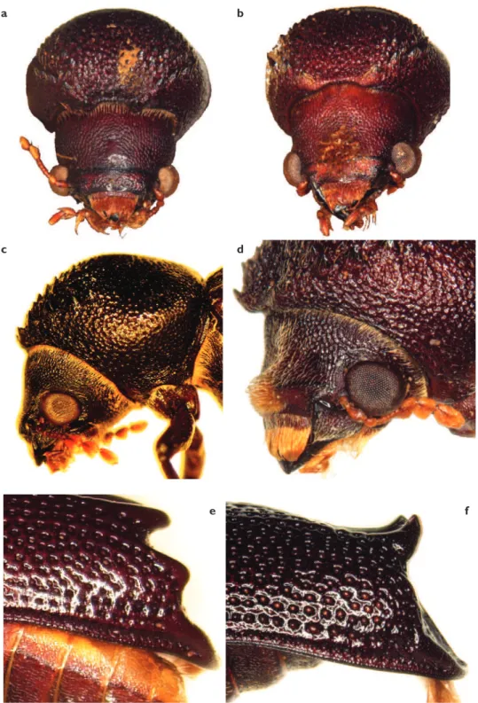 Figure 8. Head and pronotum of Heterobostrychus pileatus Lesne, 1899 (frontal view, a-male, b-female),  and Heterobostrychus unicornis (Waterhouse, 1879) (c-male, frontal view; d-female, lateral view)