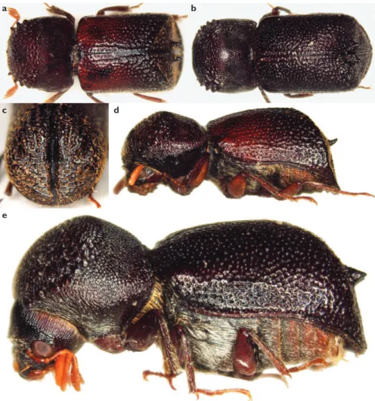 Figure 9. Dorsal view of Sinoxylon anale Lesne, 1897 a and Sinoxylon unidentatum (Fabricius, 1801)  b Lateral view of S