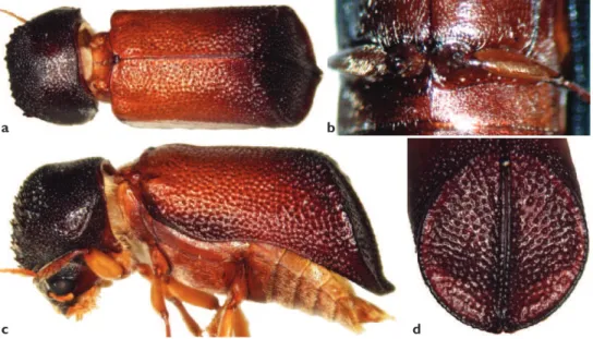 Figure 10. Xylopsocus capucinus (Fabricius, 1781). Dorsal view a lateral view c intercoxal process of the  i rst abdominal ventrite b and elytral declivity d.