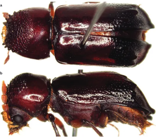 Figure 11. Xylothrips l avipes (Illiger, 1801). Dorsal view a and lateral view b.