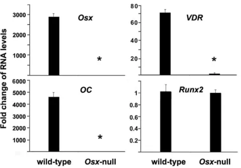 Figure 2. Overexpression of Osx activates VDR gene expres- expres-sion in C2C12 mesenchymal cells