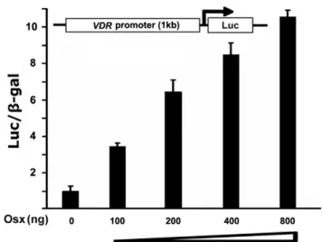 Figure 5. Osx activates the VDR promoter in a dose-dependent manner. HEK293 cells were transfected with a 1 kb VDR  promoter-luciferase reporter gene without or with increasing amounts of an  Osx-expression plasmid as indicated