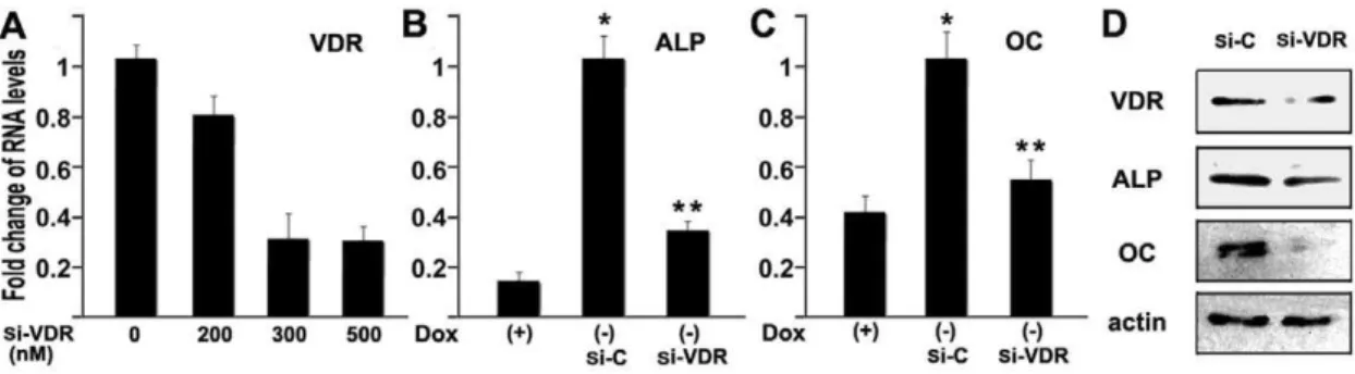 Figure 8. Osx-regulated expression of VDR is important in Osx-induced osteoblast differentiation