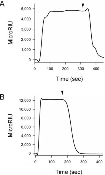 Figure 1. PBA binds to ricin. PBA was perfused at a 100 mM concentration over SPR sensor slides coated with ricin holotoxin (A) or RTA (B)
