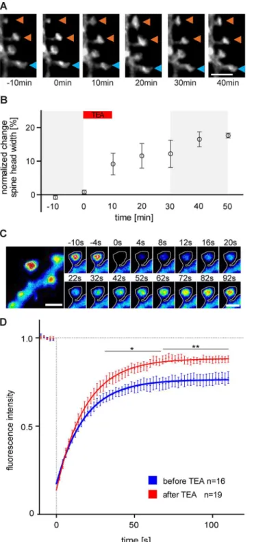 Fig 1. TEA application affects dendritic spine size and actin dynamics at CA3 hippocampal pyramidal neurons
