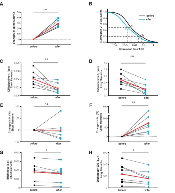 Fig 2. Dynamics of actin filaments within single dendritic spine with TEA treatment. A
