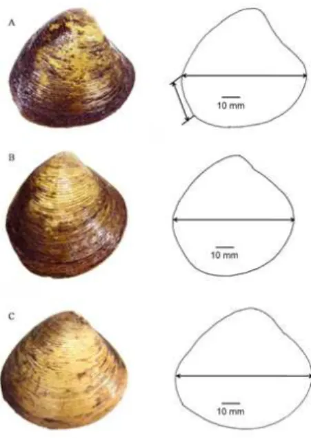 Figure 5. Cluster group  of Polymesoda at seven localities of  Sarawak based LCT  and VPM morphometric characters