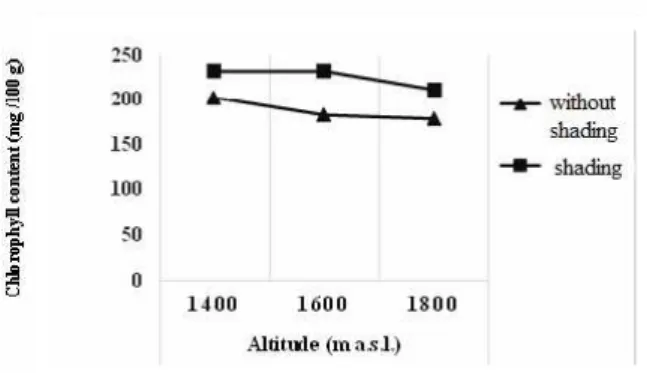 Figure  13. Effect  of  shade  and  type  of  fertilizer  to V. pubescens leaf chlorophyll content at 12 weeks after transplanting.