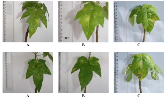 Figure 14. Vasconcellea pubescens leaf chlorosis symptoms in the control treatment, A