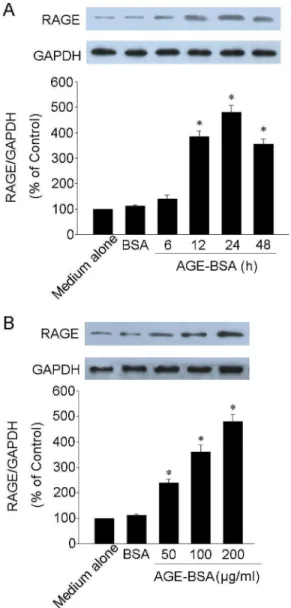 Figure 3. AGE-BSA induced RAGE expression in HUCLs.