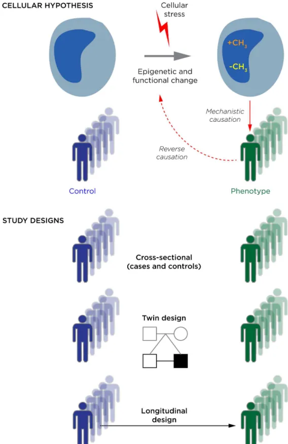 Fig 1. An overview of considerations in designing and interpreting epigenome-wide association studies (EWAS)