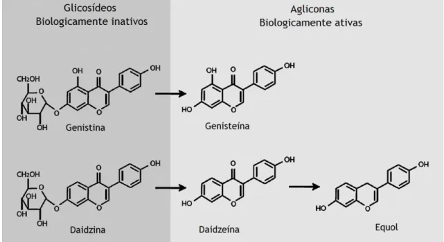 Figura 2 – Metabolismo das isoflavonas com transformação dos glicosídeos inativos em agliconas ativas  (Adaptado de Cederroth, 2009) 