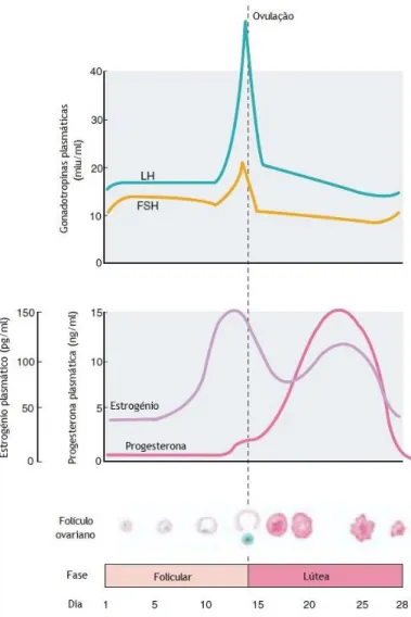 Figura 4 – Variação das concentrações hormonais durante o ciclo menstrual (Adaptado de Widmaier  et al., 2013)