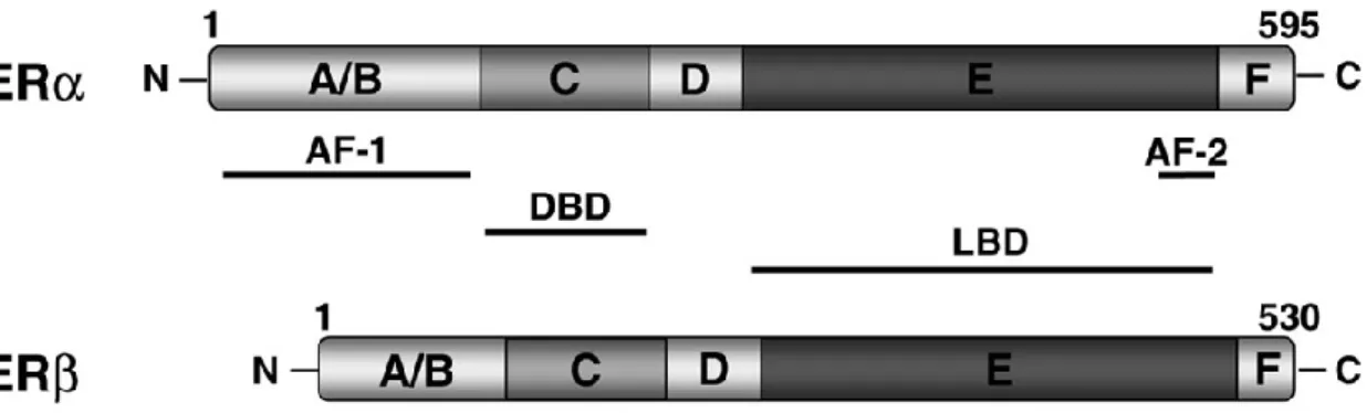 Figura 6 – Estrutura dos recetores de estrogénio alfa e beta. DBD – domínio de ligação ao DNA; LBD –  domínio de ligação ao ligando; AF-1 – função de ativação independente de ligando; AF-2 – função de  ativação ligando-dependente (Adaptado de Shao e Brown,