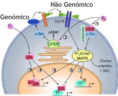 Figura 7 – Vias de efeito genómico e não genómico do recetor de estrogénio (Adaptado de Meyer et  al., 2009)