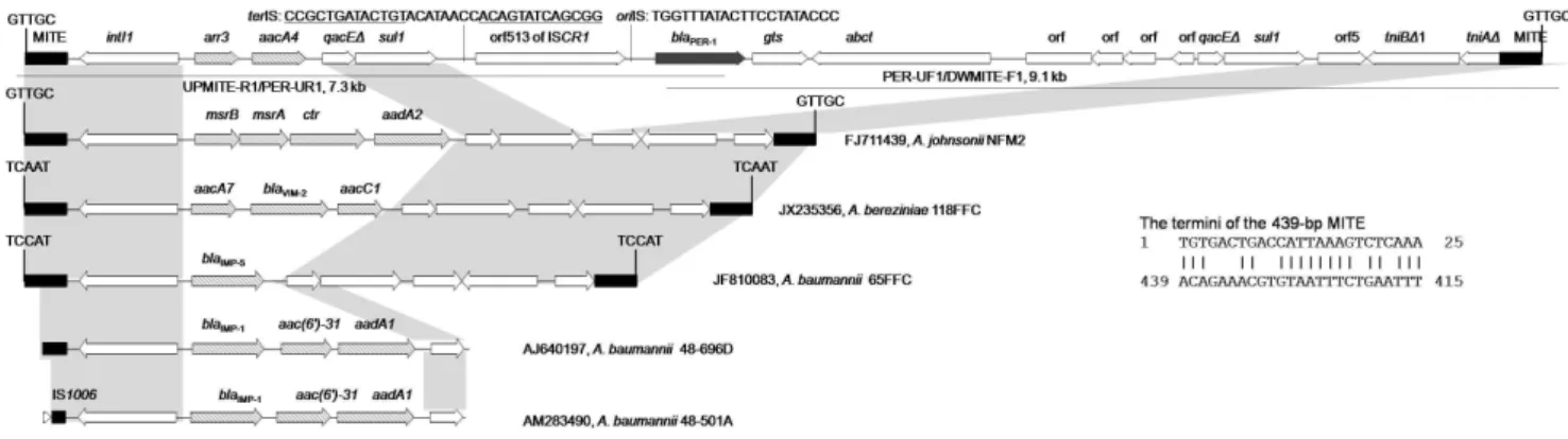 Figure 1. Structures flanked by the 439-bp MITE. Two overlapping long-range PCR are shown by lines with primer names and amplicon sizes being indicated