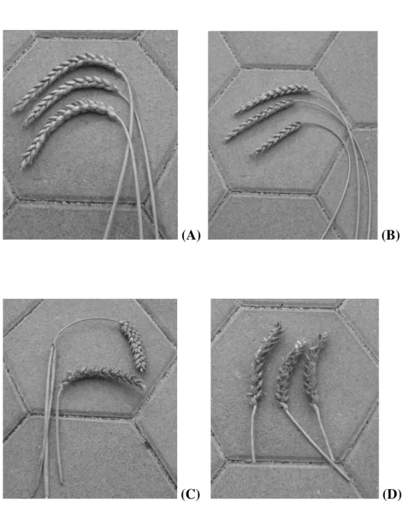 Figure  1. (A) Bologna ×  T. macha (acc.  num. 01C0101087),  (B) Alixan ×  T. vavilovii,  (C)  Alixan × Blauroter binkel, (D) Garcia × KM 93-2000 