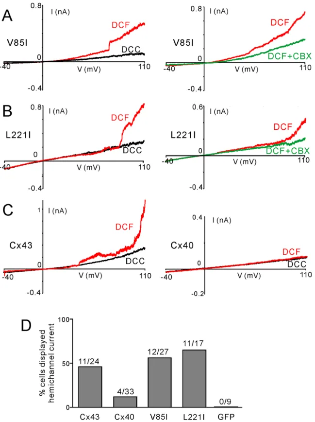 Figure 7. Putative hemichannel currents were increased in the HeLa cells-expressing AF-linked Cx40 mutants