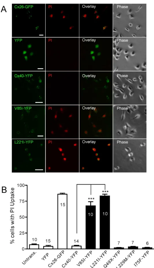 Figure 2. Propidium iodide-uptake under divalent cation-free conditions. (A) Representative images of propidium iodide (PI)-uptake under divalent cation-free (DCF) conditions for isolated, individual, transfected HeLa cells
