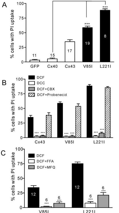 Figure 5. PI-uptake of untagged Cx40 and Cx40 mutants. (A) Untagged V85I and L221I showed a significant increase in PI-uptake compared to both wild-type Cx40 and Cx43 under the divalent cation-free (DCF) conditions