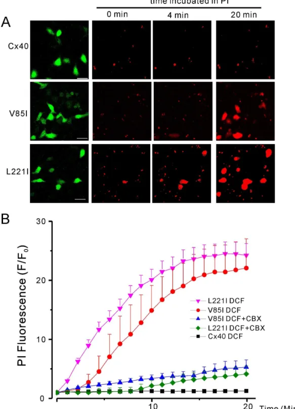Figure 6. Time course of PI-uptake under the DCF conditions. (A) Representative confocal images of PI-uptake for HeLa cells transfected with wild-type Cx40 or Cx40 mutants (V85I or L221I)