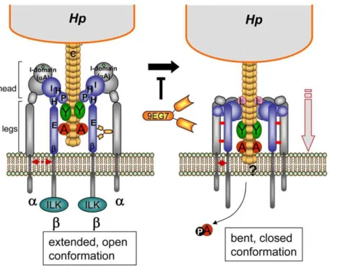 Figure 7. Proposed working model for b1 integrin acting as a receptor of the cag -T4SS pilus for translocation of CagA protein