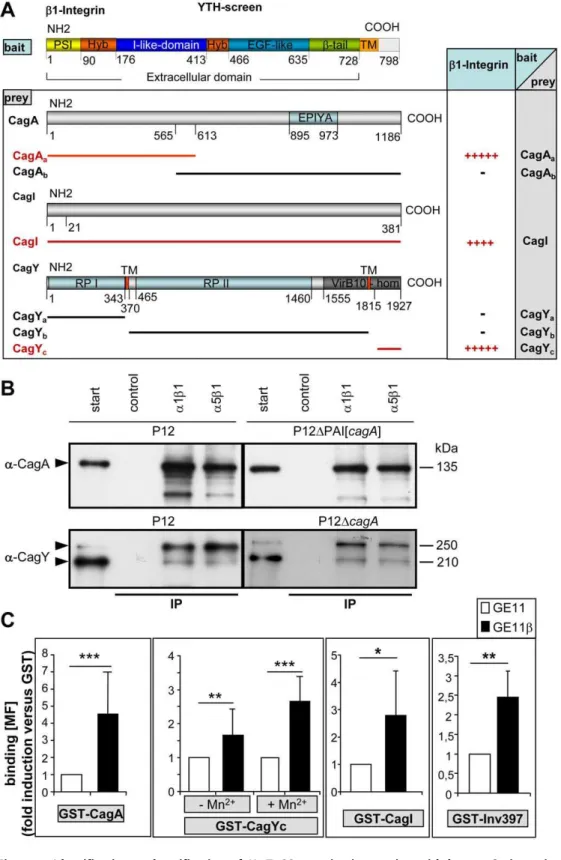 Figure 2. Identification and verification of Hp T4SS proteins interacting with human b1 integrin