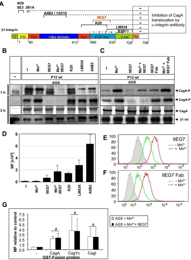 Figure 5. Interference with CagA translocation using b1 integrin-specific monoclonal antibodies