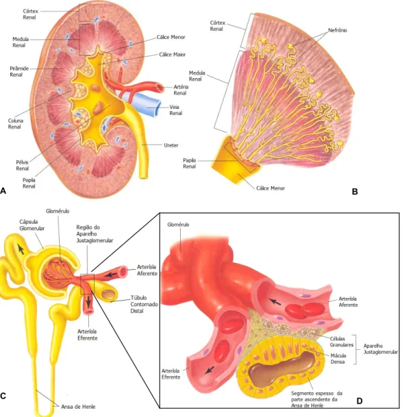 Figura  1.  Representação  esquemática  da  anatomia  renal A)  secção  renal  com  os  vários  componentes, B)  pirâmide  renal, C) nefrónio e D) aparelho justaglomerular (adaptado de 16 )