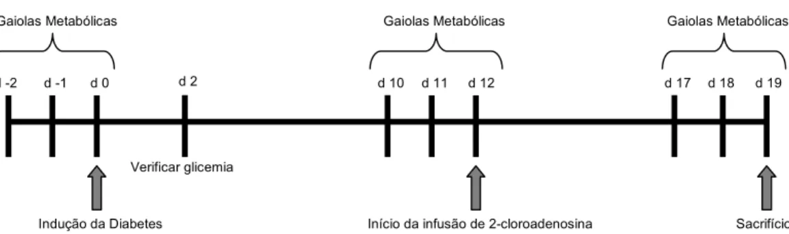Figura 5: Representação esquemática do protocolo de avaliação do efeito da 2-cloroadenosina.sobre a lesão renal em  animais com diabetes experimental