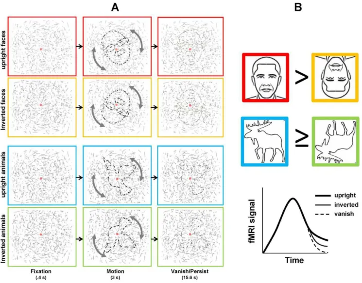 Figure 1. Experimental design and predictions. (A) Conditions and trial sequence. Figures became visible during Motion phase