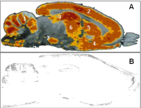 Figure 6A illustrates a membrane patch response induced by application of 10 m M XA to the recorded cell.