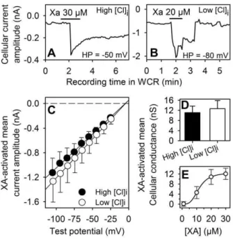 Figure 5. Whole cell recording of XA responses from differen- differen-tiated NCB-20 cells
