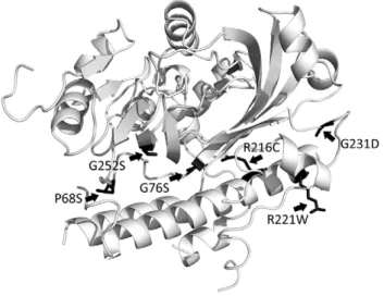 Figure 3. Location of mutations in ArmZ that compromise its interaction with MexZ. The 3-dimensional model of ArmZ was created by threading the ArmZ amino acid sequence onto the crystal structure of the PH1602-extein protein from Pyrococcus horikoshii (PDB