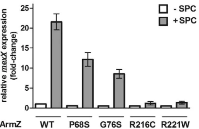 Table 2. Influence of armZ mutations on aminoglycoside resistance in P. aeruginosa.
