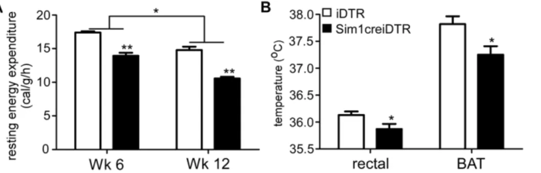Figure 6. Ablation of Sim1 neurons decreases hypothalamic expression of OXT and TRH . (A) mRNA expression of obesity-related genes in the hypothalamus (n = 4 for each group, *p,0.05)