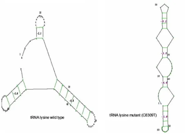 Figure 3. Changes in the secondary structure of tRNA lysine caused by variant C8309T identified in Patient-13