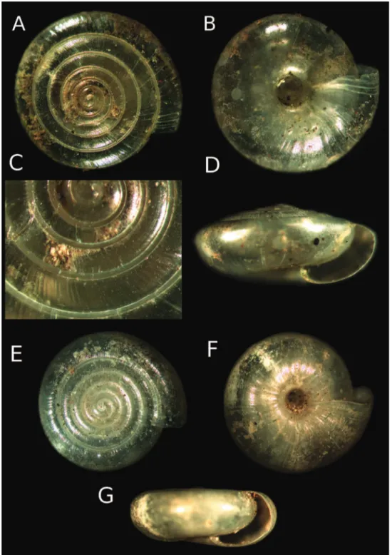 Figure 2. A–D Vitrea ulrichi sp. n. Shell of the holotype with view of the embryonic protoconch  E–G Vitrea kutschigi from Montenegro (Dedov coll