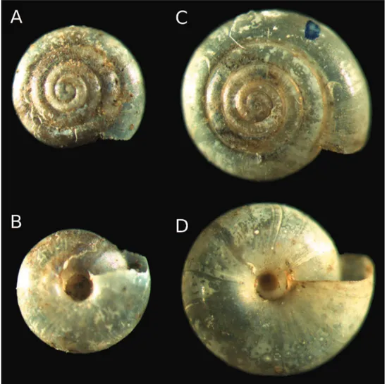 Figure 3.  A, B Vitrea neglecta Damjanov &amp; L. Pintér, 1969: paratype NMNHS 6704, C, D  Vitrea  bulgarica Damjanov &amp; L