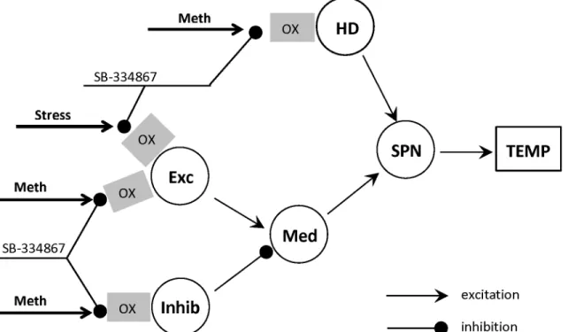 Fig 1. Schematic of the model neuronal circuitry involved in responses to methamphetamine
